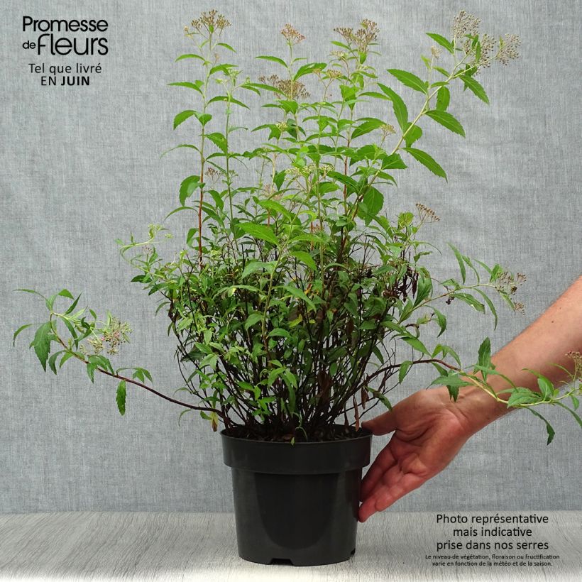 Spécimen de Spirée japonica Anthony Waterer - Spiraea japonaise Pot de 3L/4L tel que livré en été