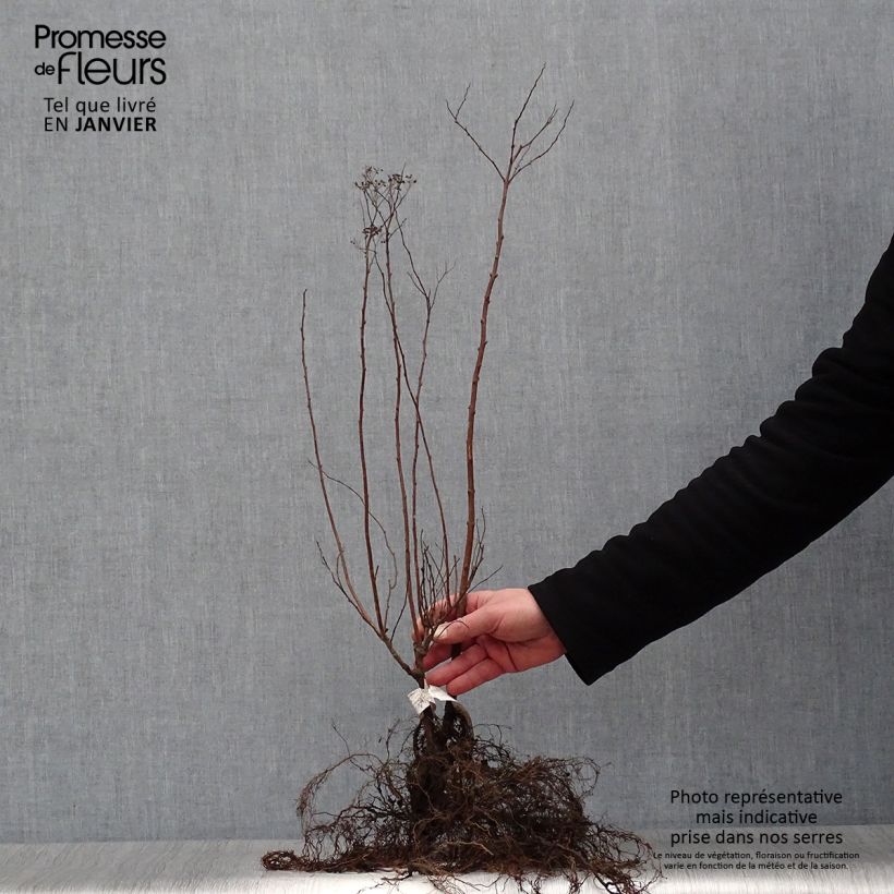 Spécimen de Spirée japonica Anthony Waterer - Spiraea japonaise Racines nues tel que livré en hiver