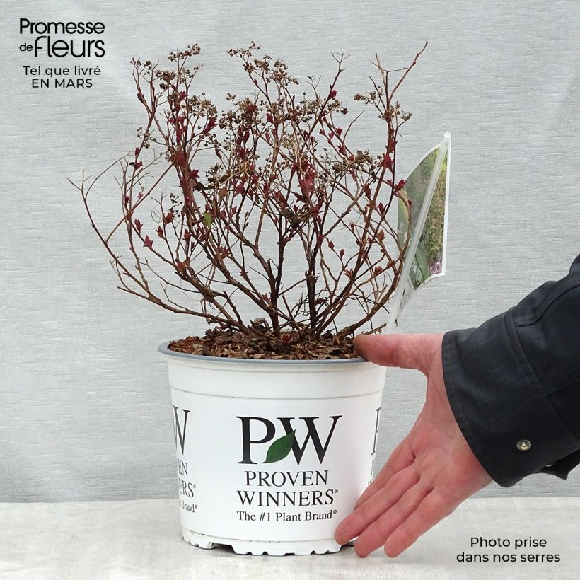 Spécimen de Spirée japonaise Double Play Artist - Spiraea japonica Pot de 2L/3L tel que livré au printemps