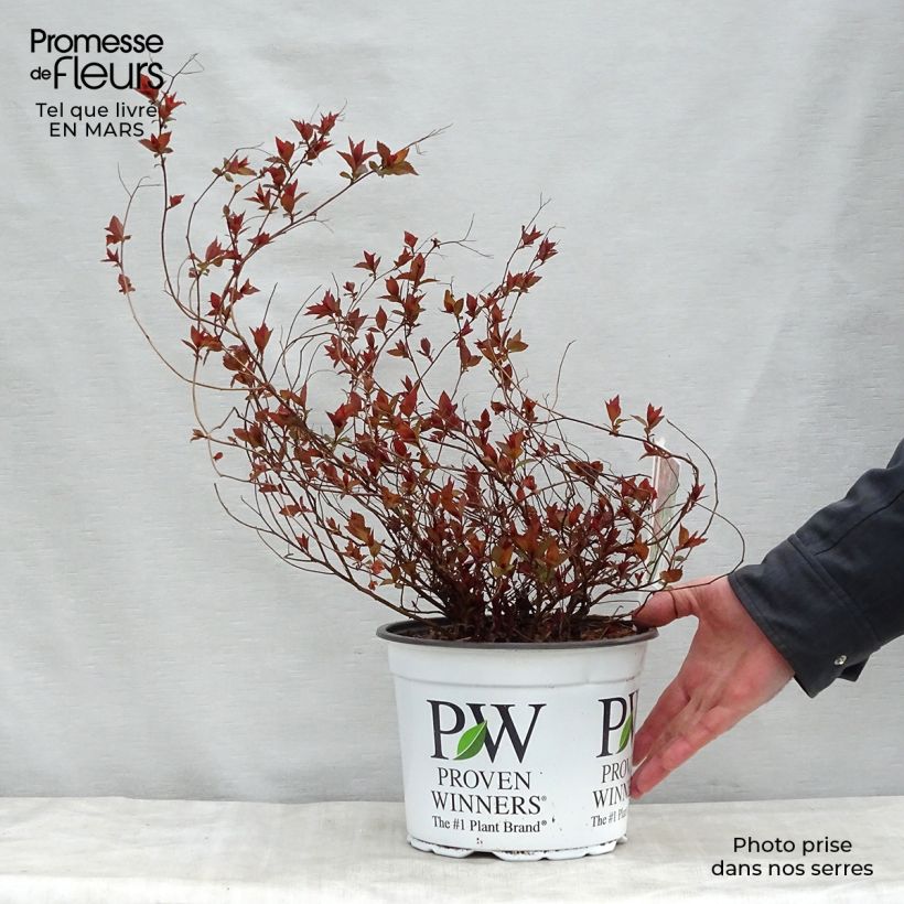 Spécimen de Spirée japonaise Double Play Red - Spiraea japonica Pot de 2L/3L tel que livré au printemps