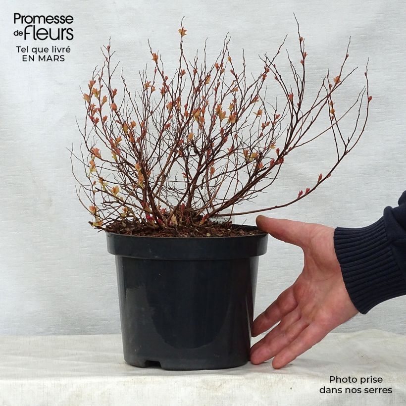 Spécimen de Spirée japonaise Firelight- Spiraea japonica Pot de 3L/4L tel que livré au printemps