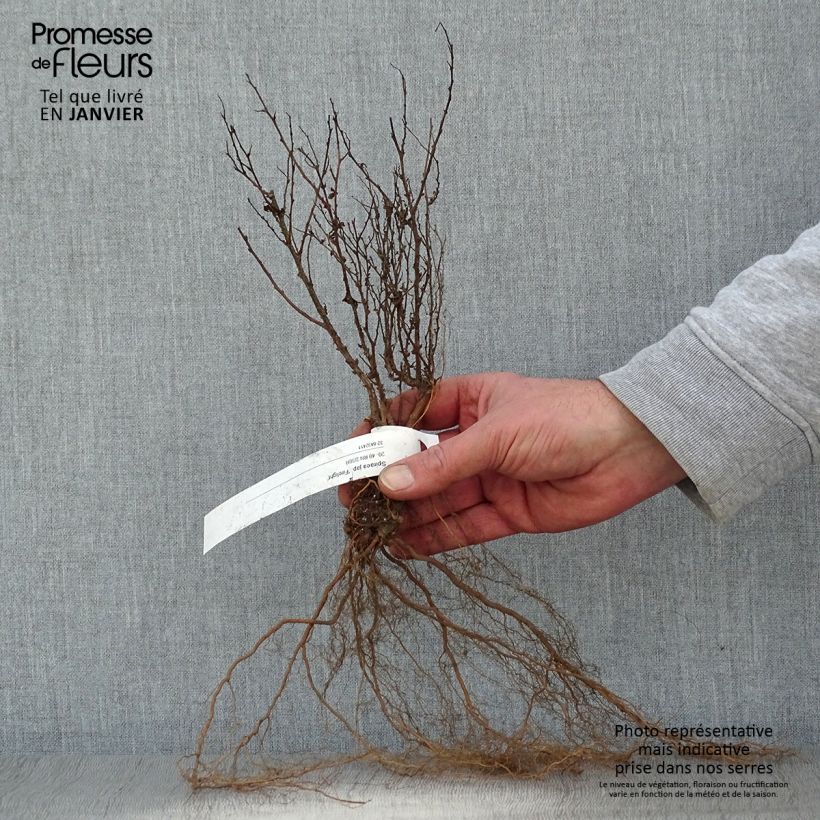 Spécimen de Spirée japonaise Firelight- Spiraea japonica Racines nues tel que livré en hiver