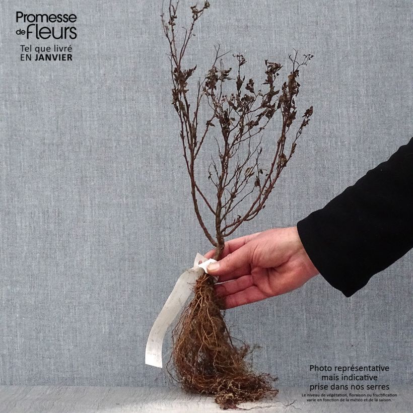 Spécimen de Spirée japonaise Goldflame - Spirée japonaise Racines nues tel que livré en hiver