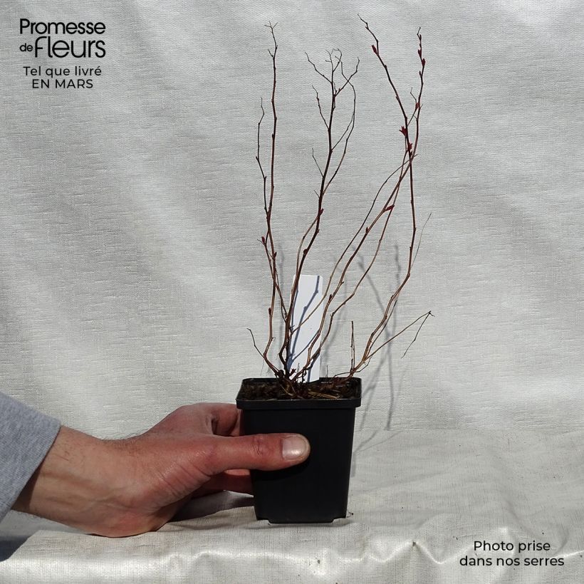 Spécimen de Spirée japonaise Goldflame - Spirée japonaise Godet de 8/9 cm tel que livré au printemps