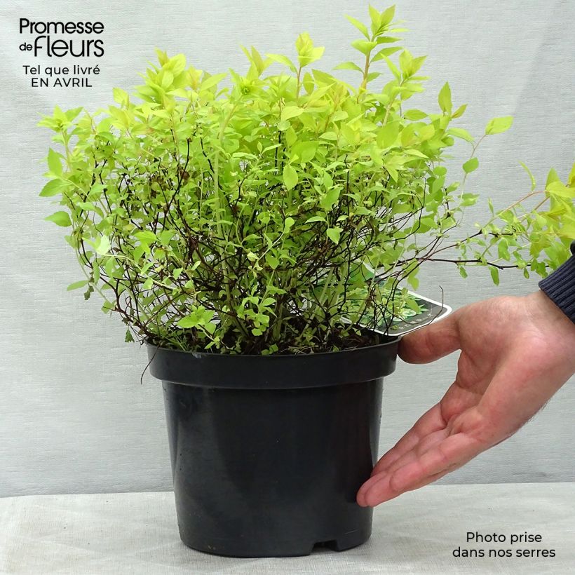 Spécimen de Spirée japonaise Goldmound -  Spiraea japonica Pot de 2L/3L tel que livré au printemps