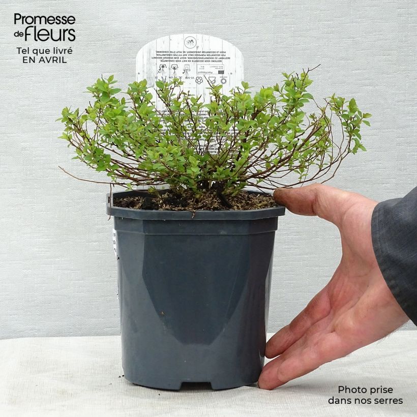 Spécimen de Spirée japonaise Little Princess - Spiraea japonica Pot de 2L/3L tel que livré au printemps