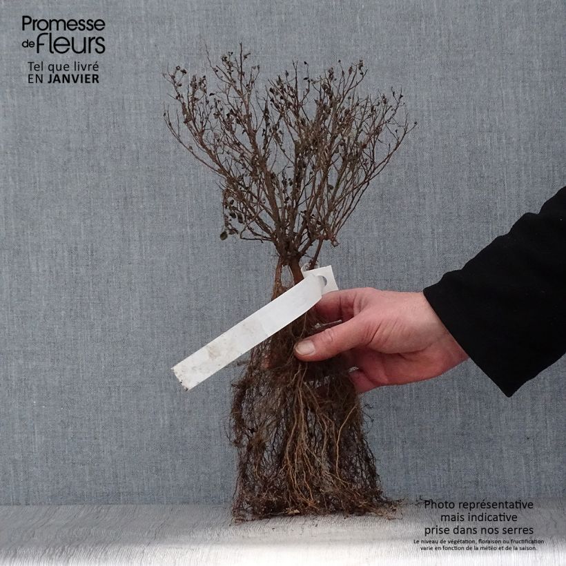 Spécimen de Spirée japonaise Little Princess - Spiraea japonica Racines nues tel que livré en hiver