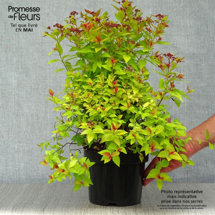 Spécimen de Spirée japonaise Magic Carpet - Spiraea japonica Pot de 2L/3L tel que livré au printemps