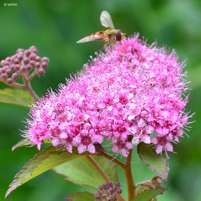 Spiraea japonica Merlo Green - Spirée japonaise (Floraison)