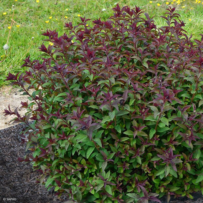 Spiraea japonica Merlo Green - Spirée japonaise (Port)