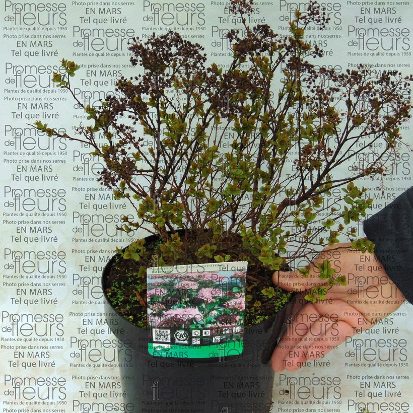 Exemple de spécimen de Spirée japonaise Nana - Spiraea japonica Pot de 3L/4L tel que livré