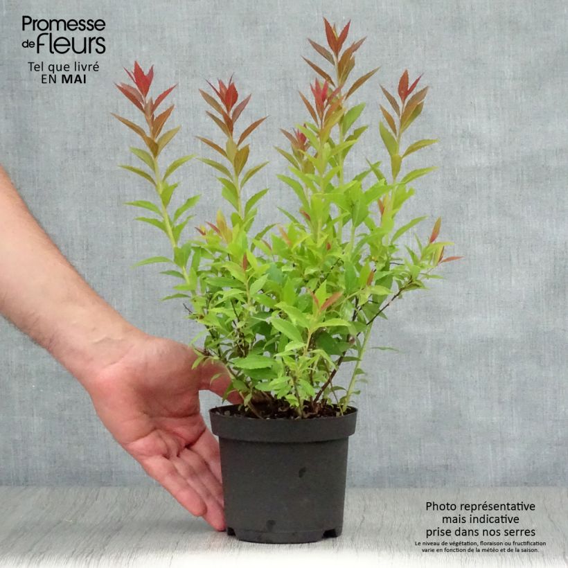 Spécimen de Spirée japonaise Shirobana - Spiraea japonica Pot de 1L/1,5L tel que livré au printemps