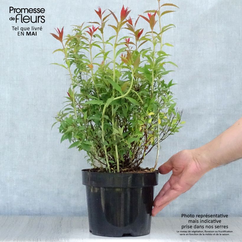 Spécimen de Spirée japonaise Shirobana - Spiraea japonica Pot de 2L/3L tel que livré au printemps