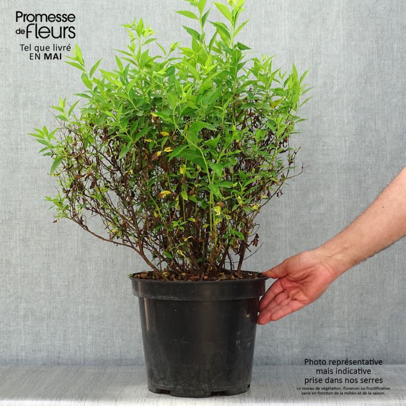 Spécimen de Spirée japonaise Shirobana - Spiraea japonica Pot de 7,5L/10L tel que livré au printemps