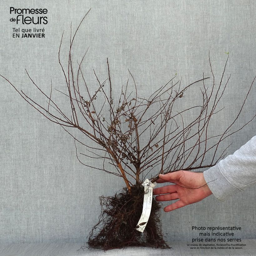 Spécimen de Spiraea nipponica Snowmound - Spirée japonaise Racines nues tel que livré en hiver