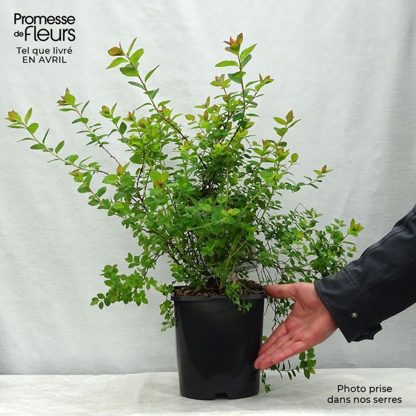 Spécimen de Spirée japonaise Sparkling Champagne - Spiraea japonica  Pot de 3L/4L tel que livré au printemps