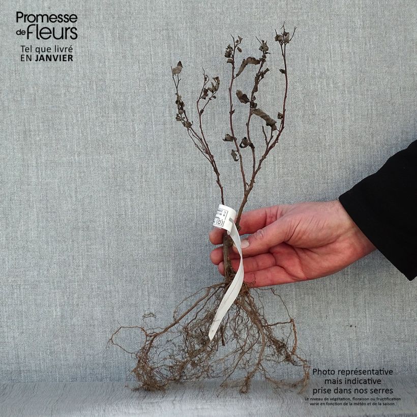 Spécimen de Spirée japonaise - Spiraea japonica Froebelii Racines nues, Buisson, 3/5 branches tel que livré en hiver