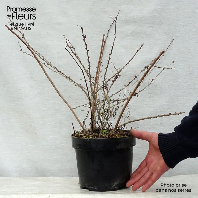 Spécimen de Spirée japonaise White Carpet - Spiraea nipponica Pot de 3L/4L tel que livré au printemps