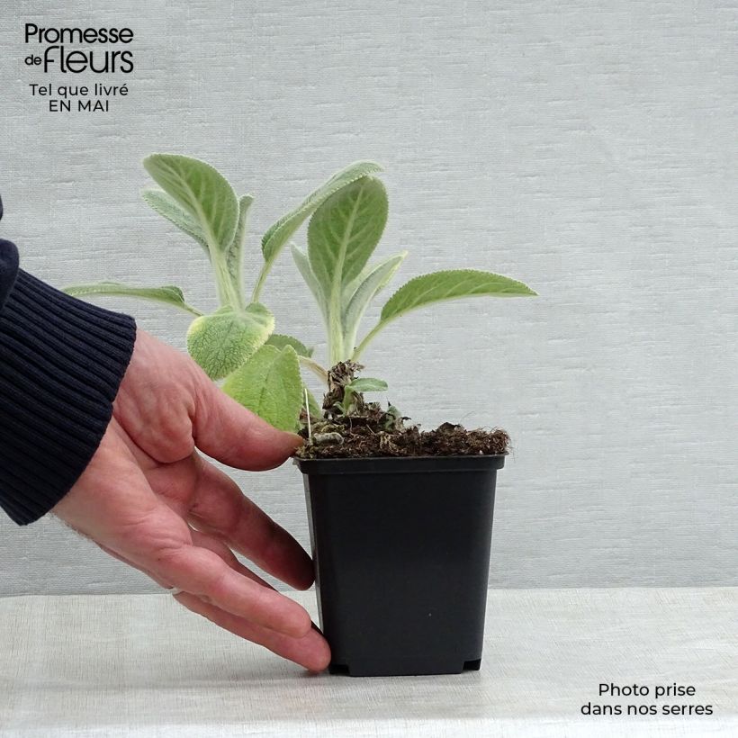 Example of Stachys byzantina Big Ears - Oreille d'ours Godet de 8/9 cm as you get in printemps