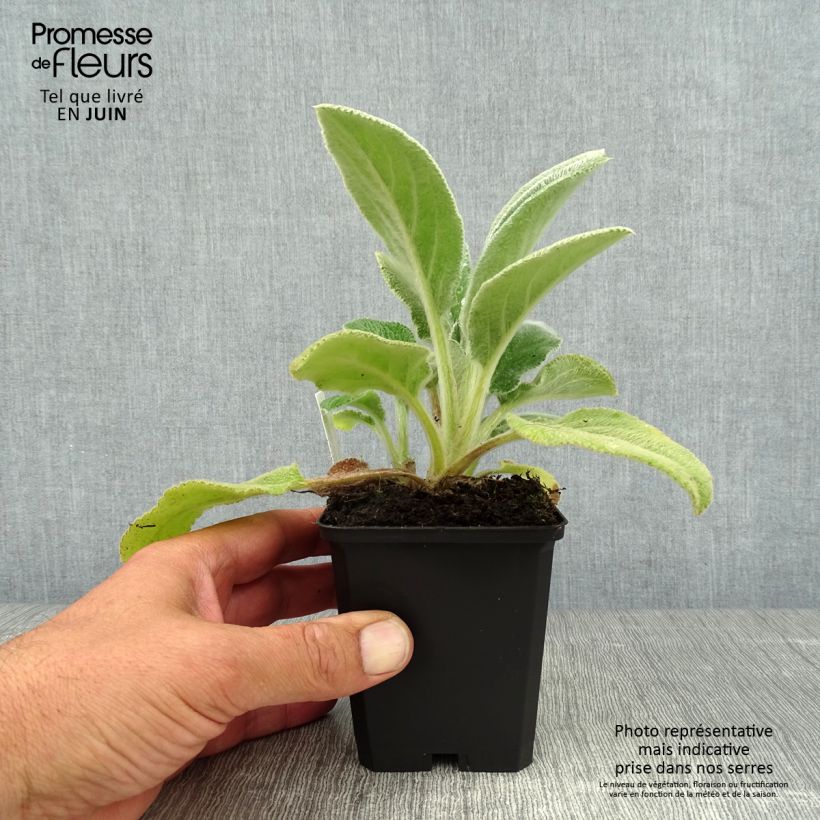 Spécimen de Stachys byzantina Big Ears - Oreille d'ours Godet de 8/9 cm tel que livré en été
