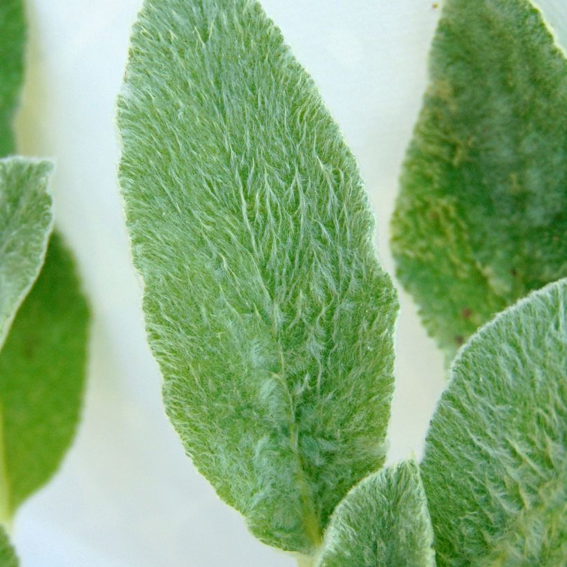 Stachys byzantina - Oreilles d'ours (Foliage)