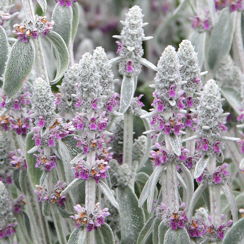 Stachys byzantina - Oreilles d'ours (Flowering)