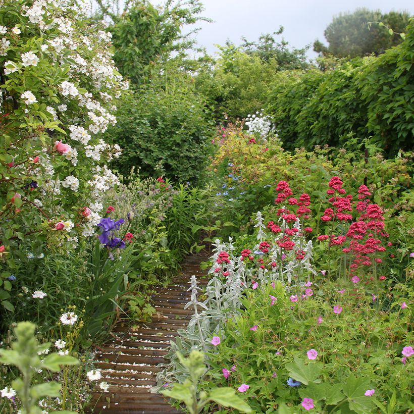 Stachys byzantina - Oreilles d'ours (Plant habit)
