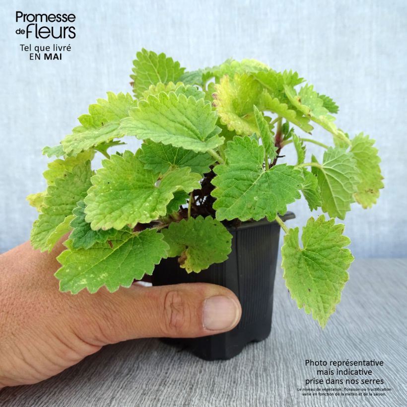 Example of Stachys grandiflora Superba Godet de 8/9 cm as you get in printemps