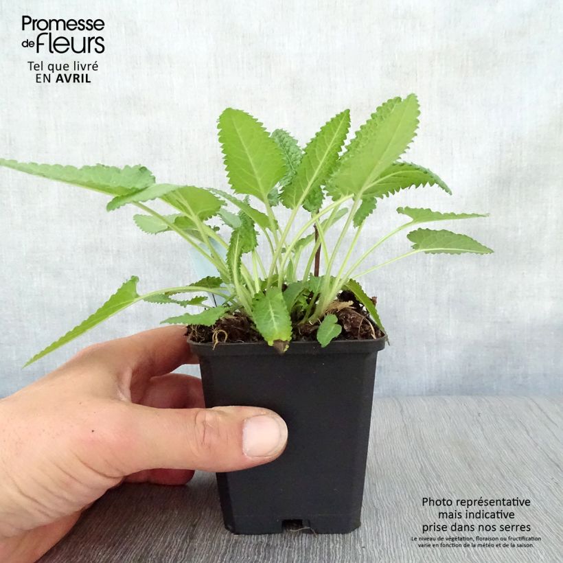 Spécimen de Stachys monieri Hummelo - Epiaire Godet de 8/9 cm tel que livré au printemps