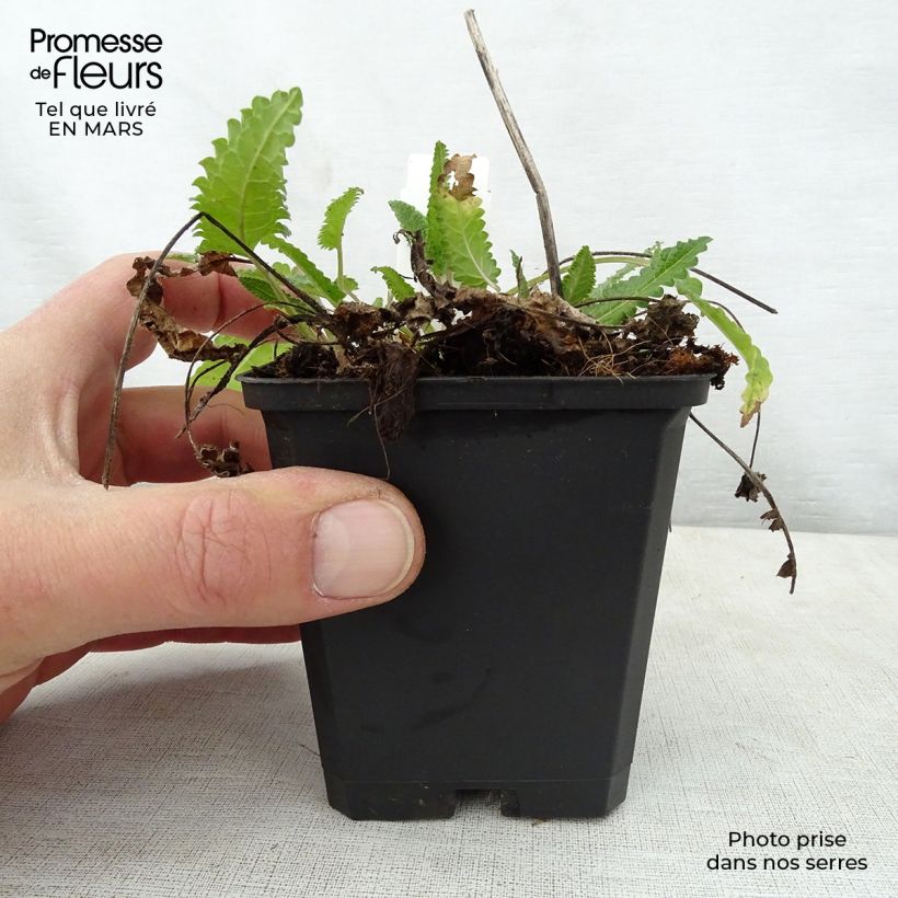 Spécimen de Stachys monieri Rosea - Epiaire Godet de 8/9 cm tel que livré au printemps