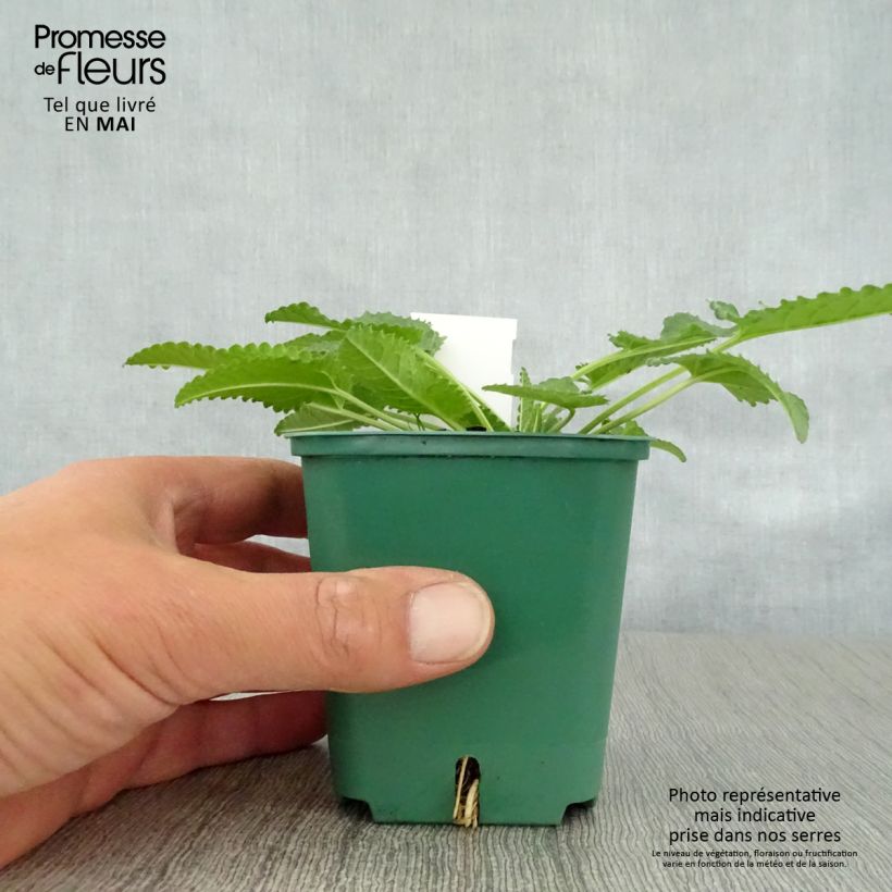 Example of Stachys officinalis Alba - Bétoine officinale Godet de 8/9 cm as you get in printemps