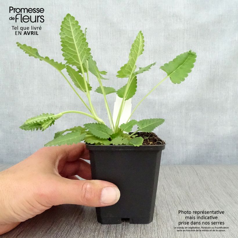 Spécimen de Stachys officinalis - Bétoine officinale Godet de 8/9 cm tel que livré au printemps