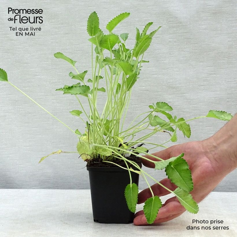 Example of Stachys officinalis Pink Cotton Candy - Bétoine officinale Godet de 8/9 cm as you get in printemps