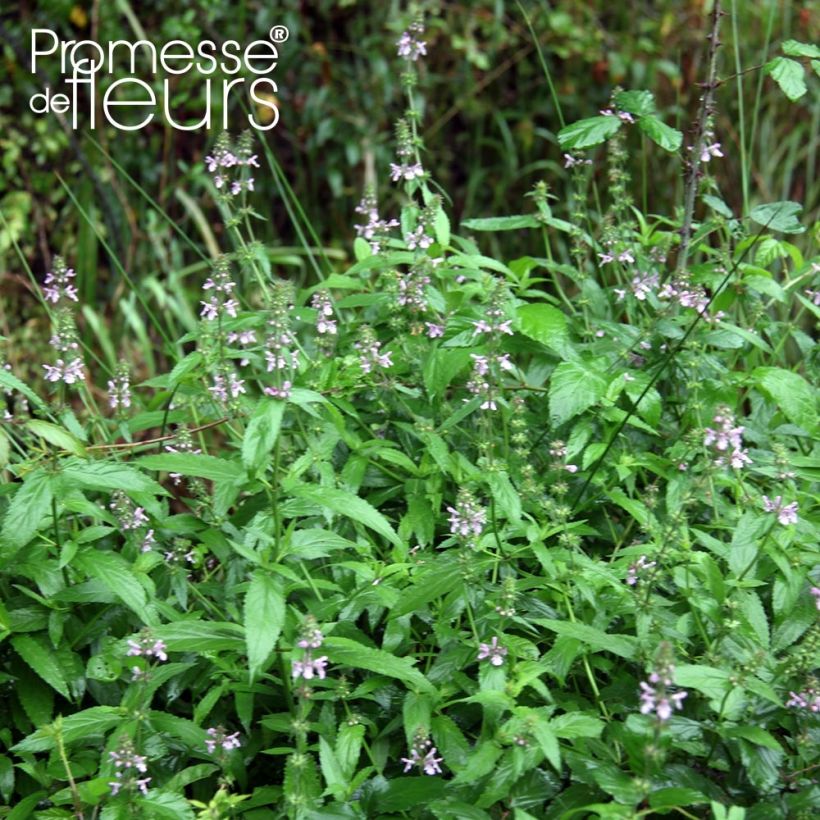 Epiaire des marais - Stachys palustris (Plant habit)