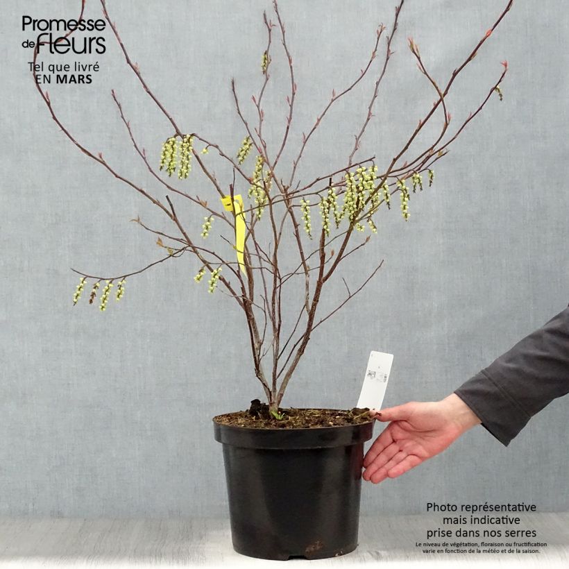 Spécimen de Stachyurus chinensis Celina Pot de 7,5L/10L tel que livré au printemps