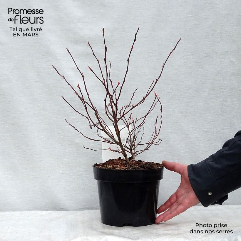 Spécimen de Stachyurus chinensis Joy Forever Pot de 2L/3L tel que livré au printemps