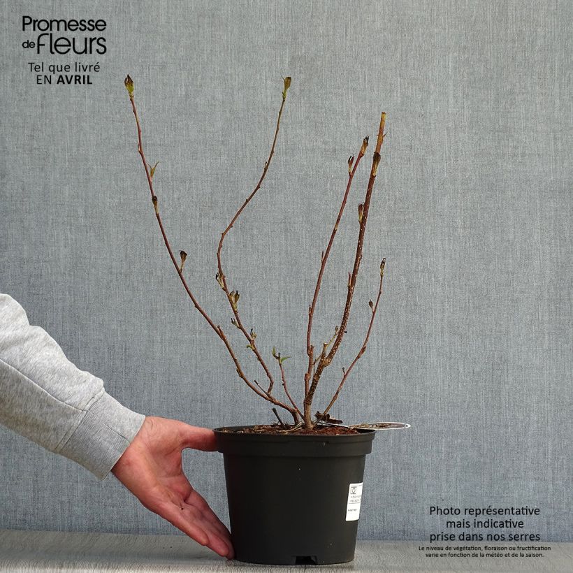 Spécimen de Stachyurus praecox Pot de 2L/3L tel que livré au printemps