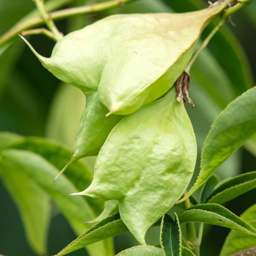 Staphylea colchica Black Jack - Faux pistachier (Récolte)