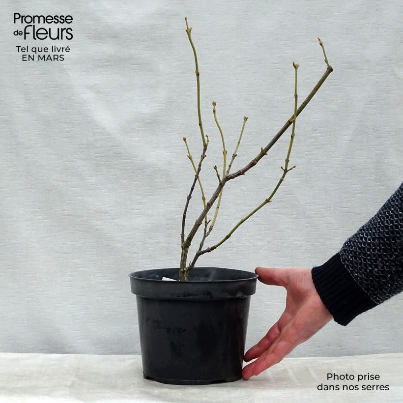 Example of Staphylea pinnata - Faux pistachier Motte "Prêt-à-planter" as you get in printemps