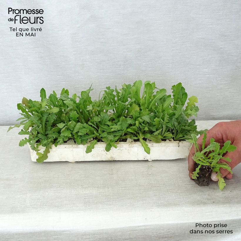 Spécimen de Statice Forever mélange - Limonium sinuatum Jardimotte : motte 3,8 cm x 3,2 cm en plaque de culture par 16 tel que livré au printemps