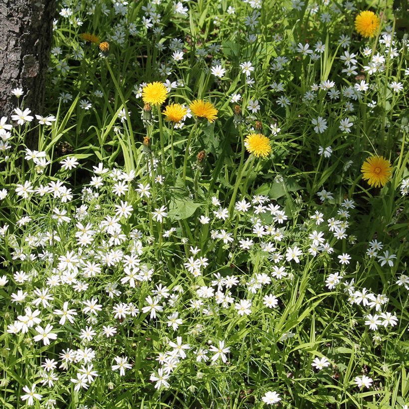 Stellaria (Rabelera) holostea - Stellaire holostée (Port)