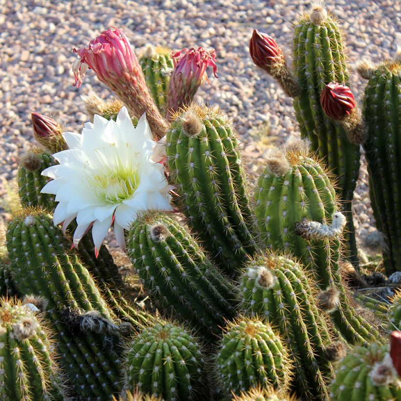 Stenocereus thurberi - Cactus orgue (Flowering)