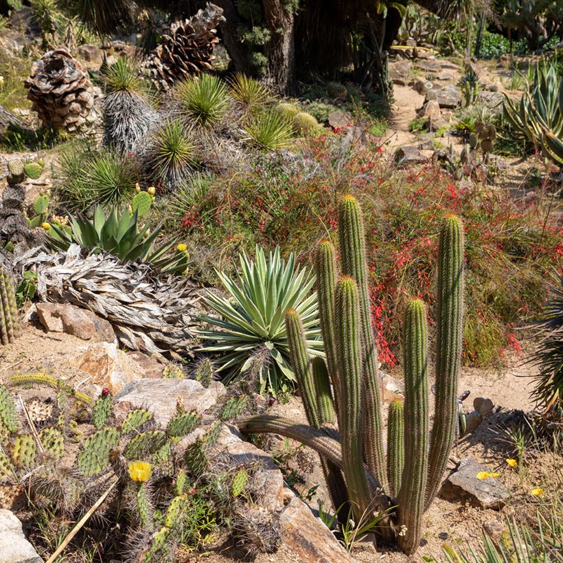 Stenocereus thurberi - Cactus orgue (Plant habit)