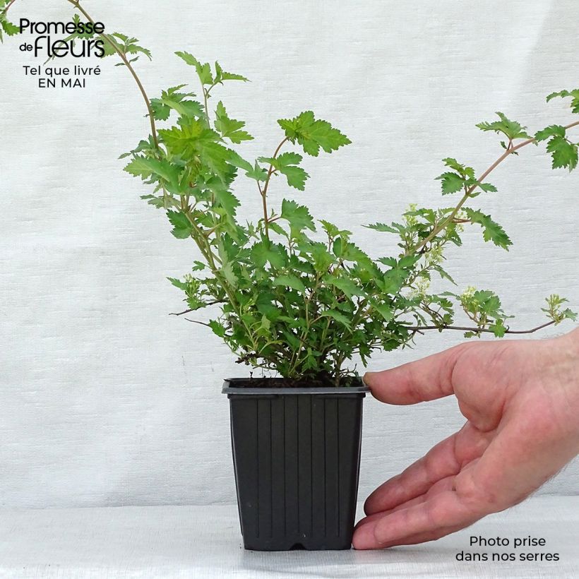 Spécimen de Stephanandra incisa Crispa Godet de 8/9 cm tel que livré au printemps