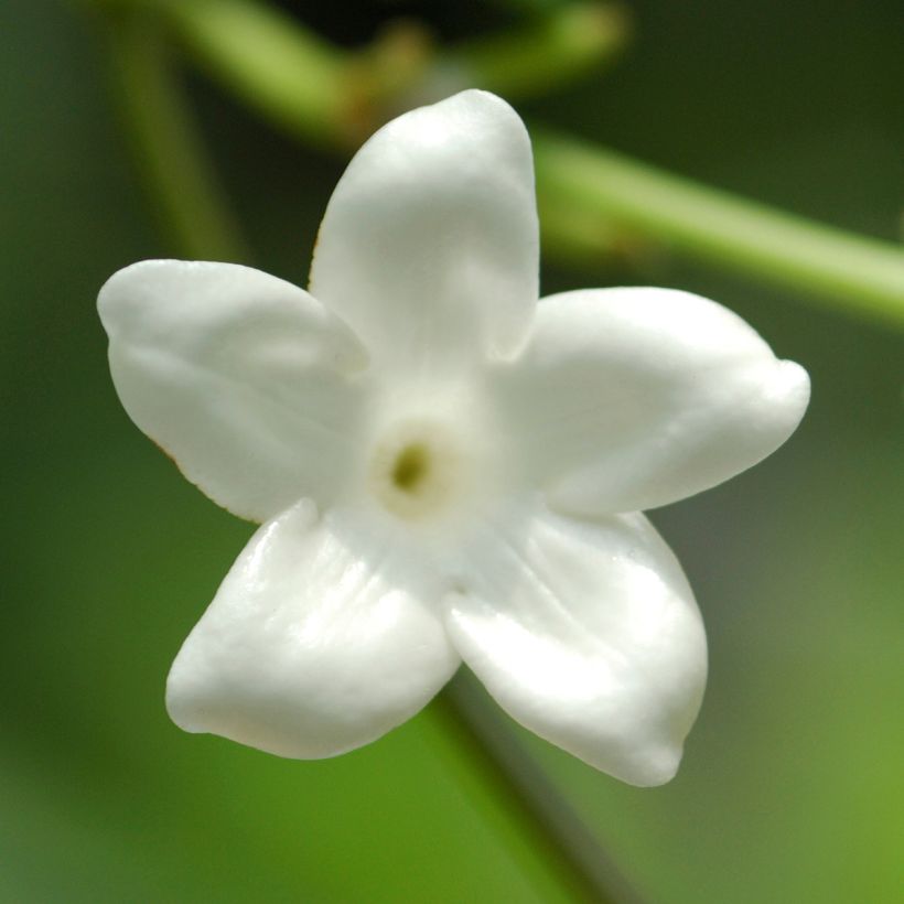 Stephanotis floribunda (jasminoides) - Jasmin de Madagascar (Floraison)