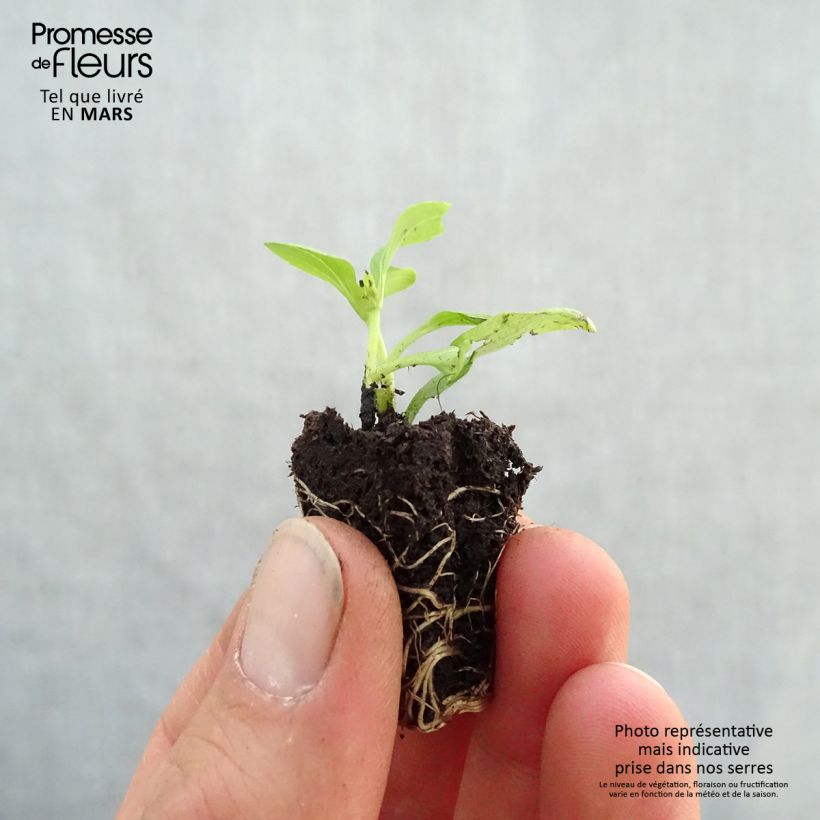 Spécimen de Stevia rebaudiana Sweet Honey en plants Mini-motte Ø 3/4 cm, Livré en hauteur de 5 à 10 cm tel que livré au printemps