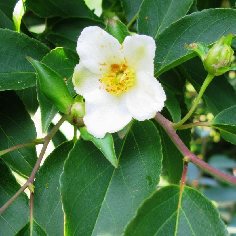 Stewartia monadelpha  (Flowering)