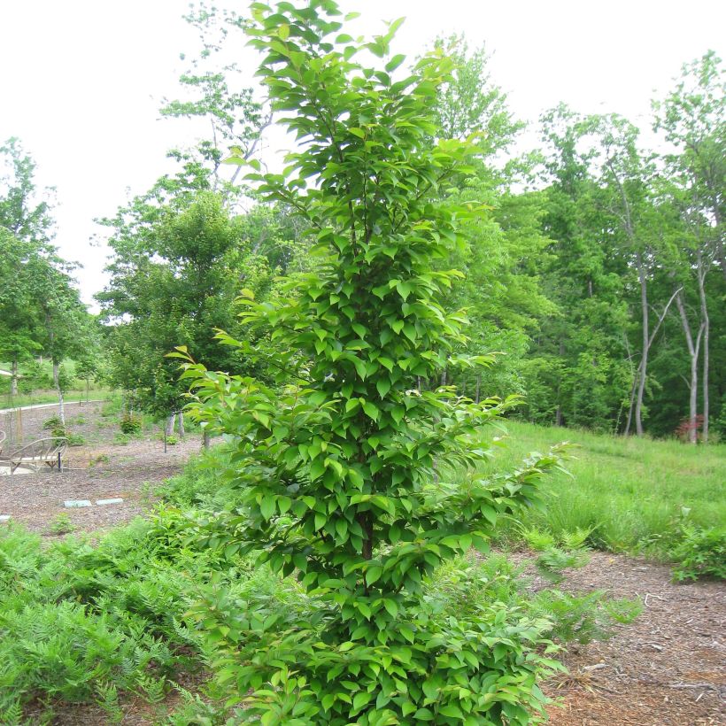 Stewartia monadelpha  (Plant habit)