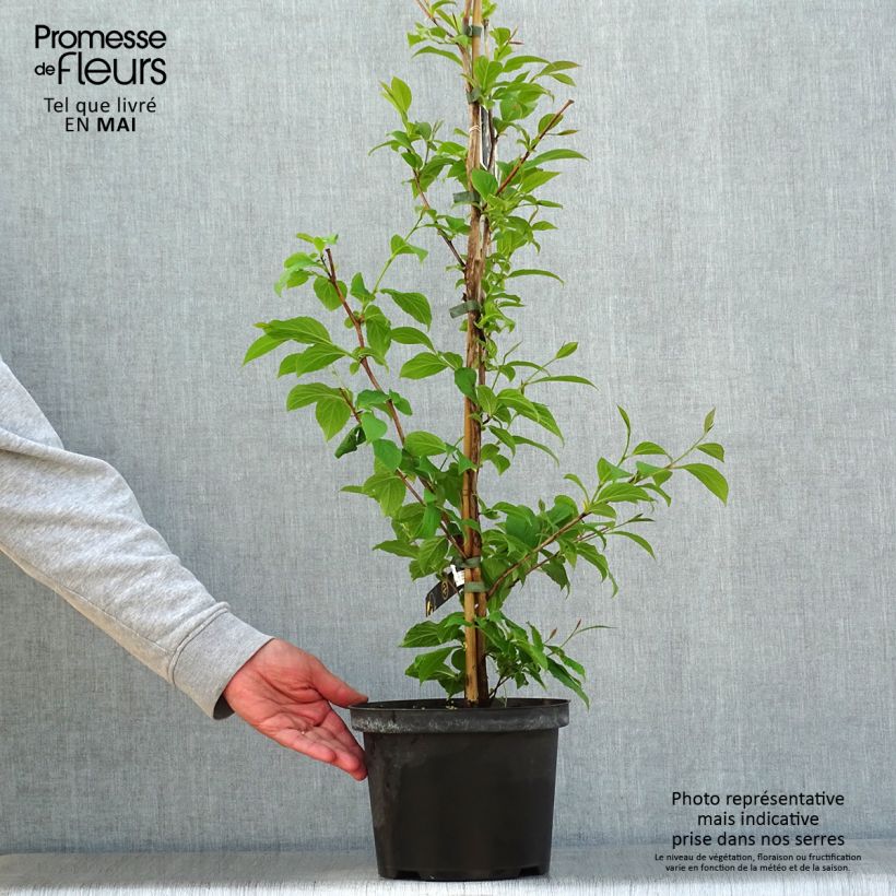 Spécimen de Stewartia pseudocamellia - Stuartie Pot de 3L/4L tel que livré au printemps