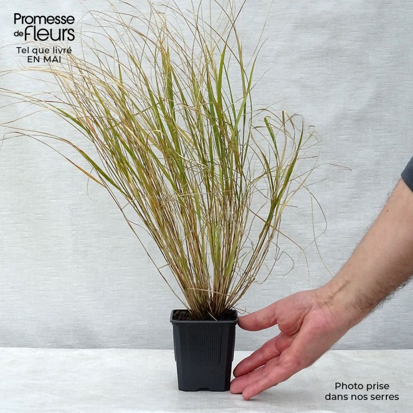 Spécimen de Stipa arundinacea - Anemanthele lessoniana Godet de 8/9 cm tel que livré au printemps